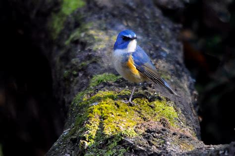 風水鳥|縁起の良い鳥15選！幸せを呼ぶ鳥・幸せを運ぶ鳥 